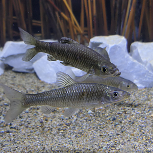 Stone Moroko (Pseudorasbora parva)