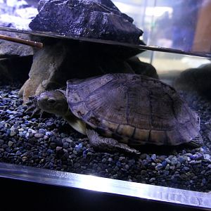 Asian Yellow Pond Turtle (Mauremys mutica)