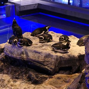 Magellanic Penguin (Spheniscus magellanicus)