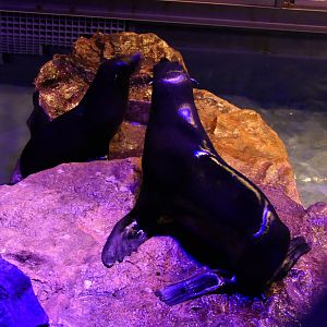 South American Sea Lion (Arctocephalus australis)