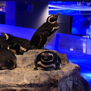 Magellanic Penguin (Spheniscus demersus)