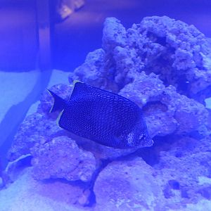 Wrought Iron Butterflyfish (Chaetodon daedalma)