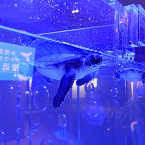 Green Sea Turtle (Chelonia mydas)