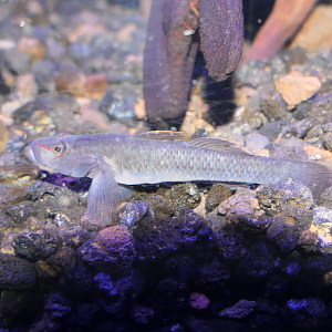 Ogasawara Goby (Rhinogobius ogasawariensis)