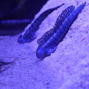 Ogasawara Leaping Blenny (Alticus orientalis)