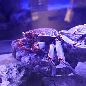 Natal Lightfoot Crab (Grapsus tenuicrustratus)