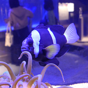 Clark's Anemonefish (Amphiprion clarkii) - Ogasawara form