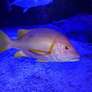 Star Snapper (Lutjanus stellatus)