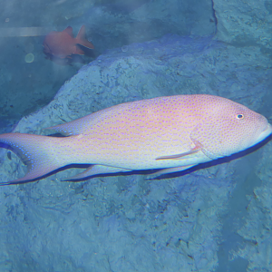 White-edged Lyretail (Variola albimarginata)