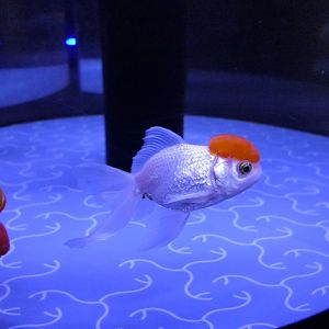 Goldfish (Carassius auratus)