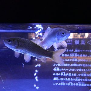 Mabuna (Carassius sp.)