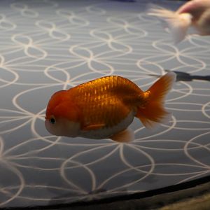 Goldfish (Carassius auratus)