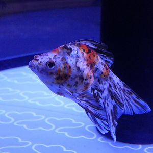 Goldfish (Carassius auratus)