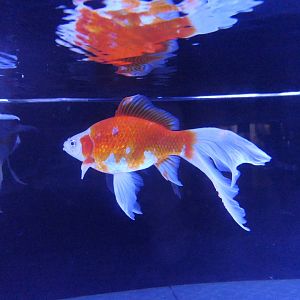 Goldfish (Carassius auratus)