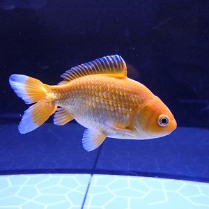 Goldfish (Carassius auratus)