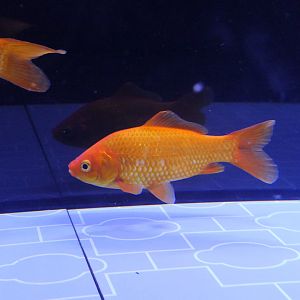 Goldfish (Carassius auratus)