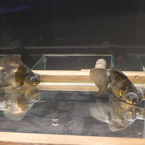 Goldfish (Carassius auratus)