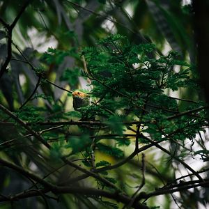 Bird ID? Photographed in Dujiangyan, Sichuan, China