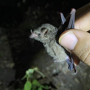 Godman’s Long-tailed Bat (Choeroniscus godmani)