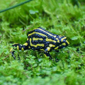 Southern Corroboree Frog