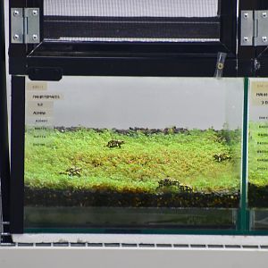 Southern Corroboree Frog breeding tanks