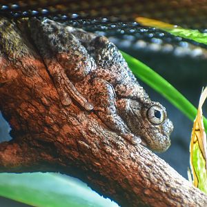 Peron's Tree Frog