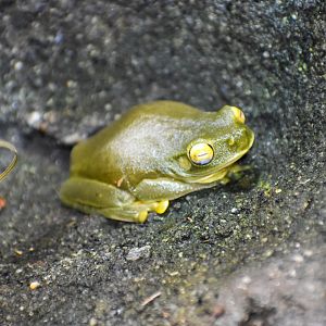 Dainty Tree Frog
