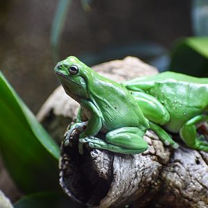 Green Tree Frogs