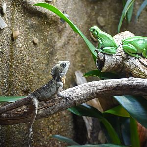 Mixed Species: Boyd's Forest Dragon with Green Tree Frogs