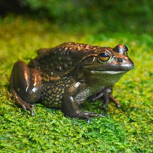Southern Bell Frog