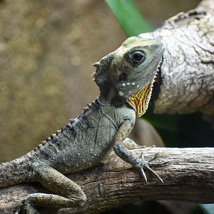 Boyd's Forest Dragon