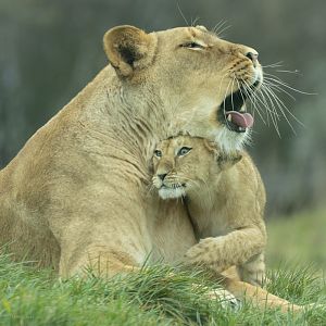 African lion : Whipsnade : 22 Mar 2025