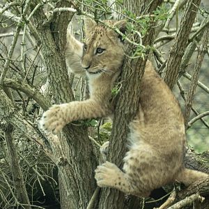 African lion : Whipsnade : 22 Mar 2025