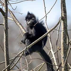 François's langur : Whipsnade : 30 Mar 2025