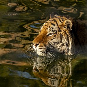 Amur tiger : Whipsnade : 30 Mar 2025