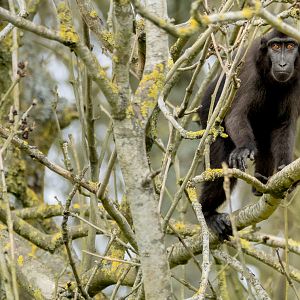 Sulawesi crested macaque : Whipsnade : 22 Mar 2025