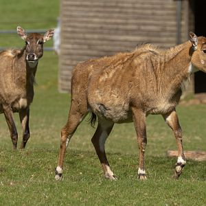 Nilgai : Whipsnade : 22 Mar 2025