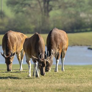 Banteng : Whipsnade : 30 Mar 2025