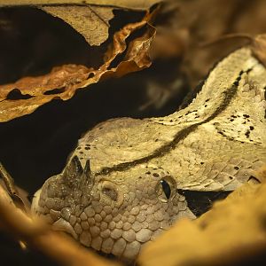 Western Gaboon viper : Cotswold WP : 28 Mar 2025