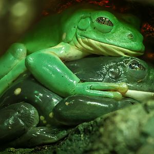 Mexican leaf frog : Cotswold WP : 28 Mar 2025