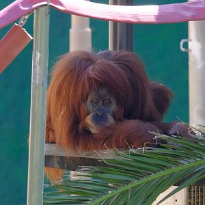 Gabby - Melbourne Zoo