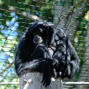 Siamang - Melbourne Zoo