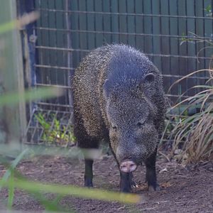 Collared Peccary - Melbourne Zoo