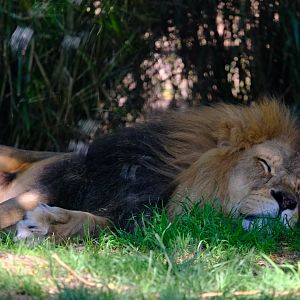 Lion - Melbourne Zoo