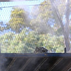 Snow Leopard - Melbourne Zoo