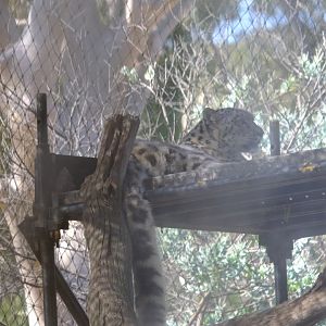 Snow Leopard - Melbourne Zoo
