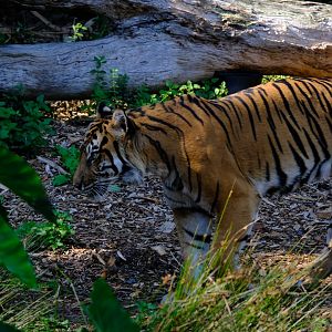Sumatran Tiger - Melbourne Zoo