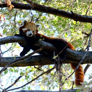 Red Panda - Melbourne Zoo