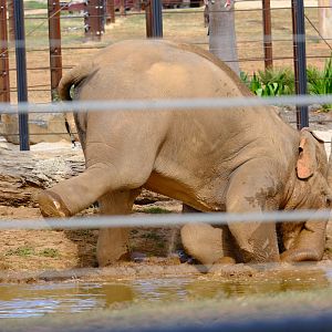 Luk Chai - Werribee Open Range Zoo