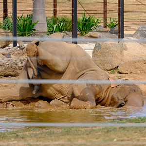 Luk Chai - Werribee Open Range Zoo